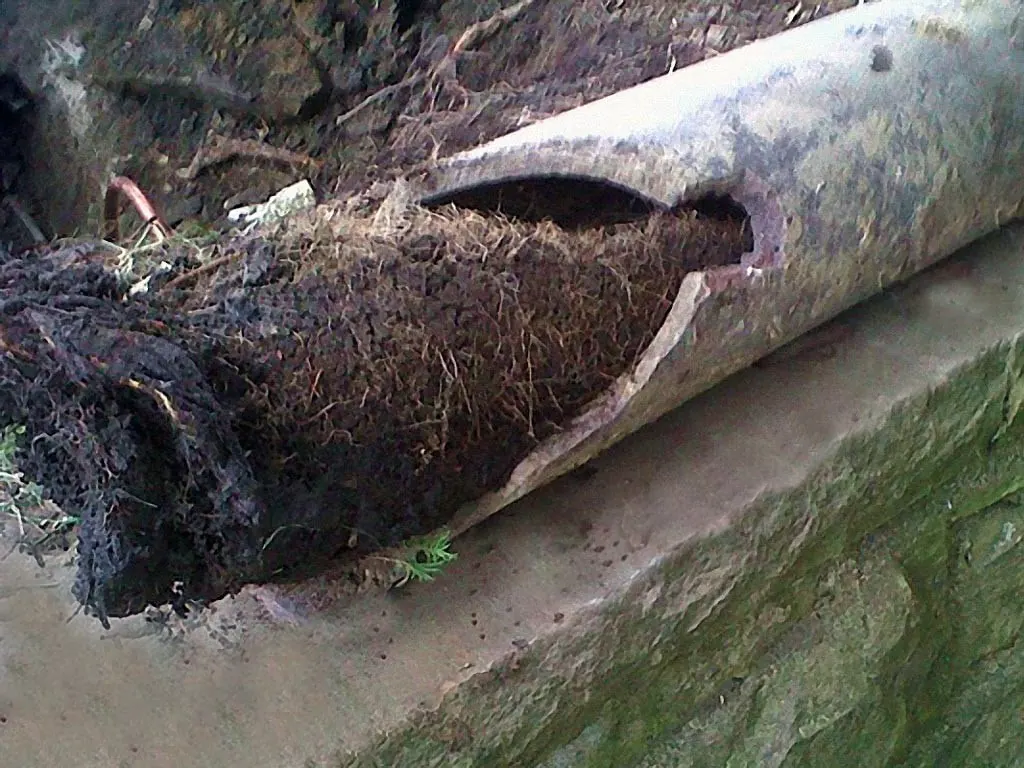 Broken clay sewer pipe removed during a lateral repair in Chesterfield